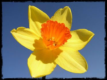 daffodil2.jpg. 2 daffodil2.jpg. 2